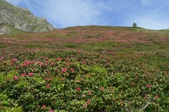 rododendrienzo