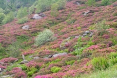 rododendrigiardino