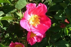 rosa-canina