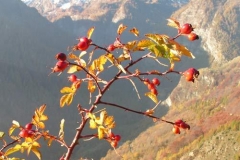 rosacanina