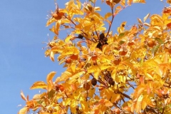 rosacaninaautunnale
