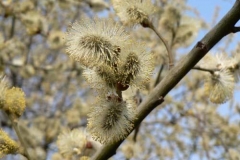 salicefiore
