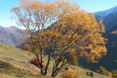 salicone