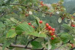 sorbusaria