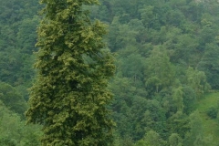 tiglio2