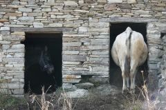 abitanti