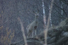 capriolocrepuscolo