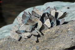 farfalleagrappoli