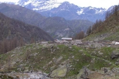 alpeciabraressa