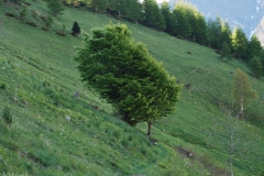 capriolifuga