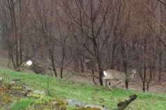 capriolifugapontet