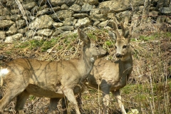 capriolivellutati