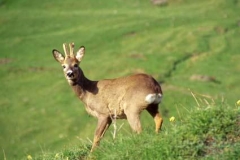 capriolo