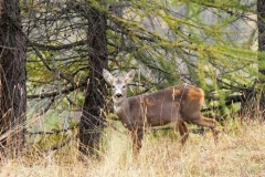 capriolo3