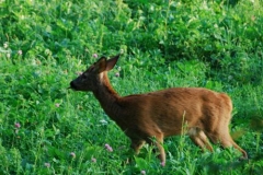capriolofalalinguagrand
