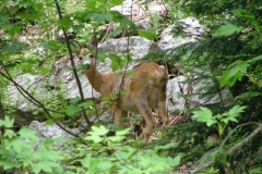 capriolofemmina