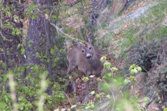 capriolomasc2