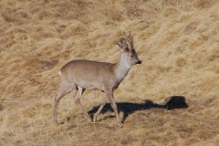 capriolombernardi
