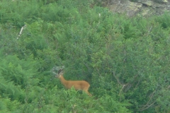 capriolopalcoscuro