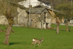 capriolovaacasa