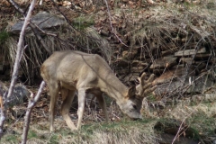 copiaimg_0474