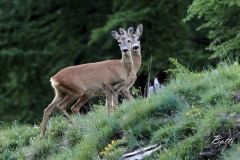 coppiacaprioli