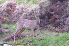 giovanecapma