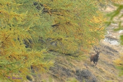 cervomadriani