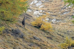 cervomadriani2
