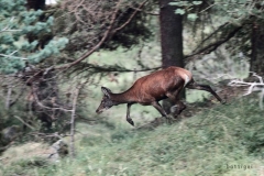 cervabatti