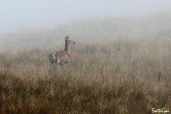 cervanebbia
