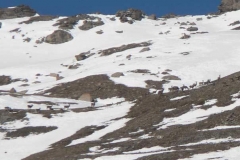 cervialti