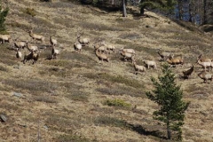 cervimaschi2
