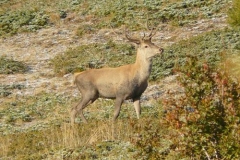 cervofede2