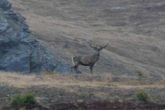 cervomalba