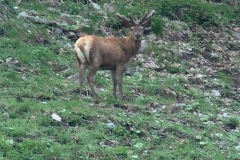 cervovellutopoetto