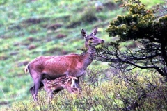 fempicbatti