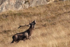 maschiobramiscebatti