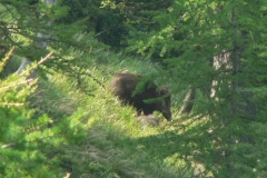 cinghiale