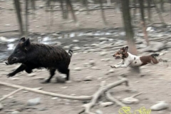 cinghialecanebatti