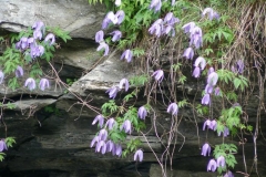 clematisalpina