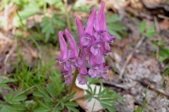 corydalissp