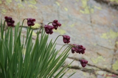 alliumnarcisiflorum