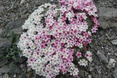 androsacevillosa