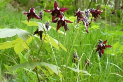 aquilegiaatrata