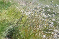 artemisiaumbelliformis