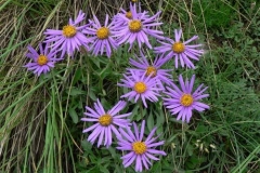 asteralpinus