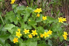 caltha