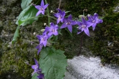 campanula