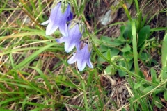 campanulabarbata